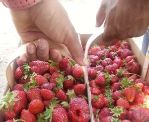 Strawberry Baskets
