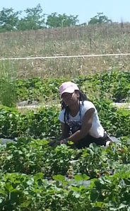 Strawberry Picking Cece 2