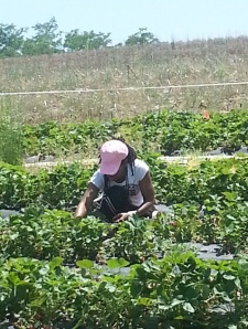 Strawberry Picking Cece